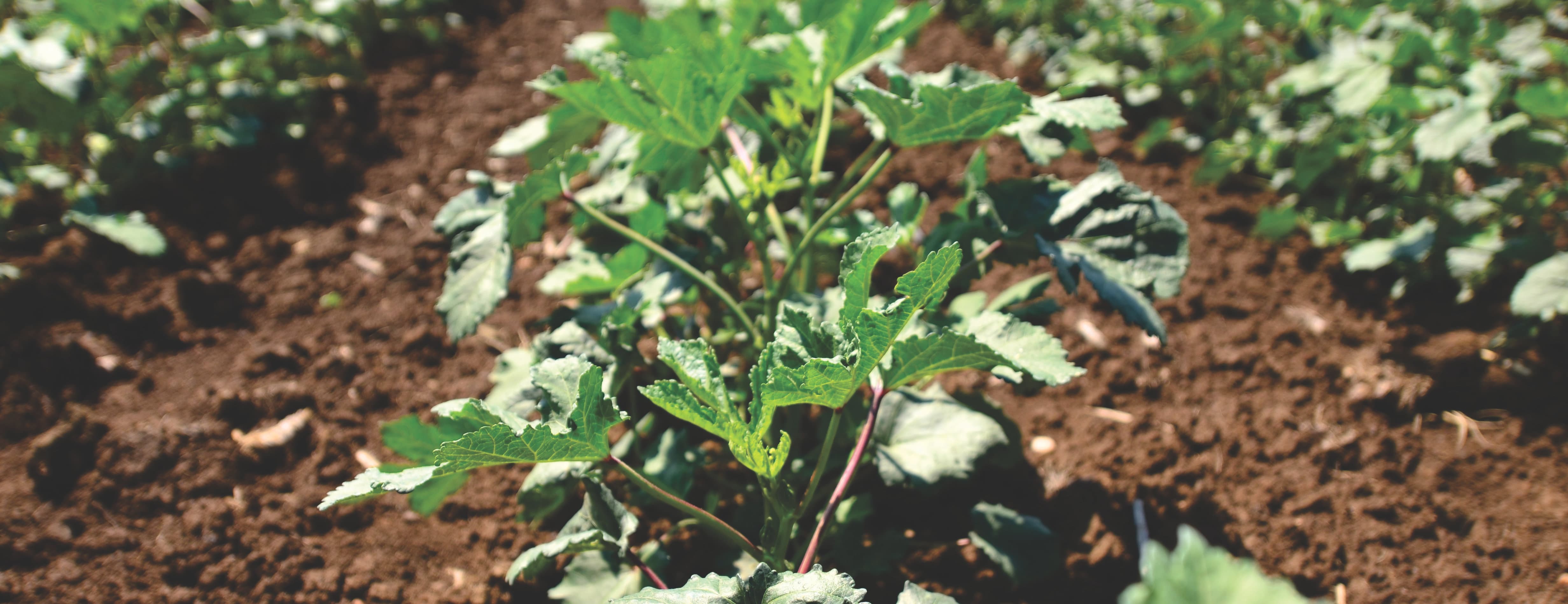 Plant in a field